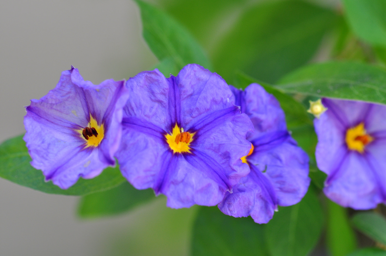 Sigma Macro 90mm F2.8 sample photo. A photography