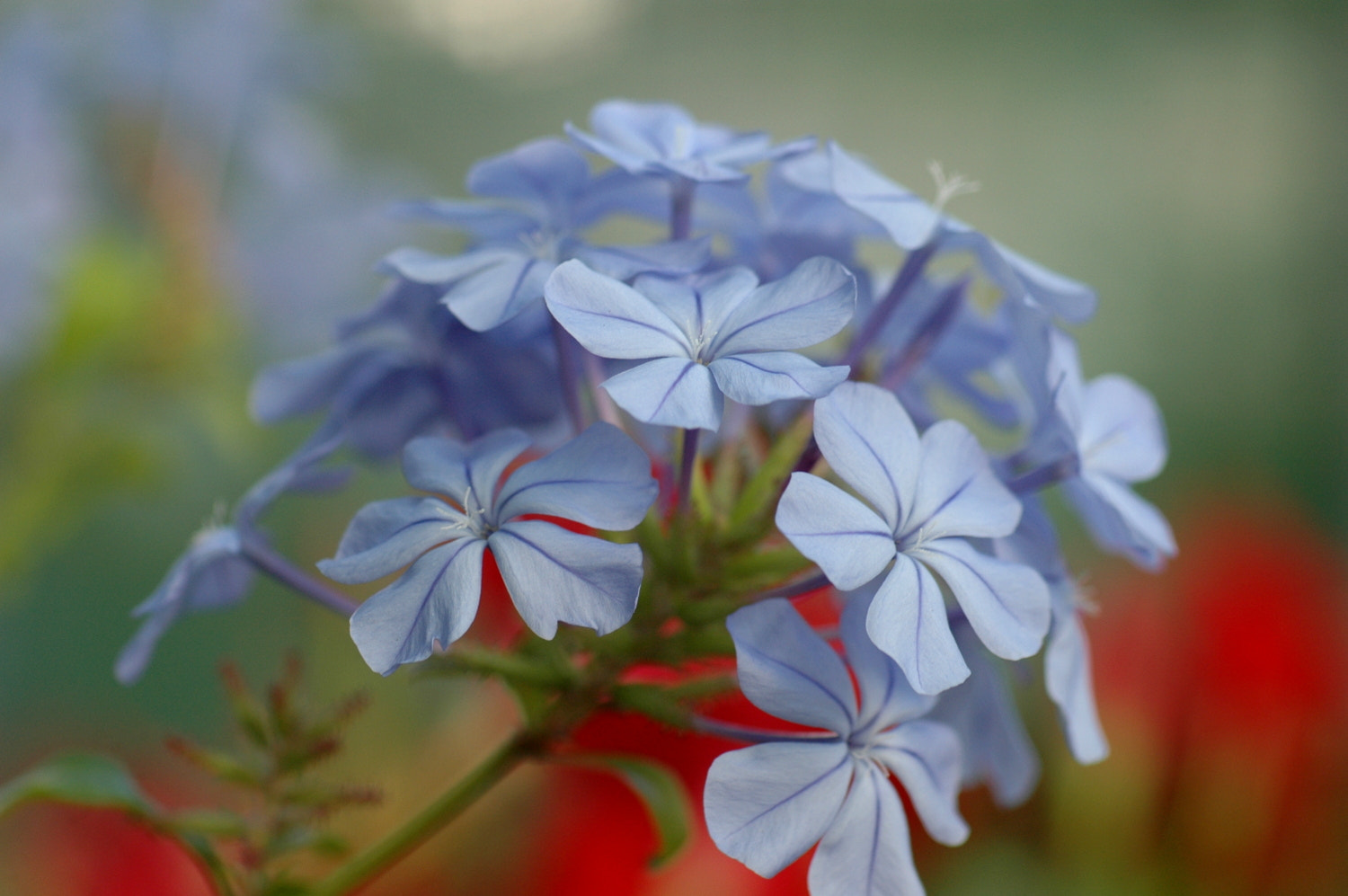 Nikon D70s + Sigma Macro 90mm F2.8 sample photo. A photography