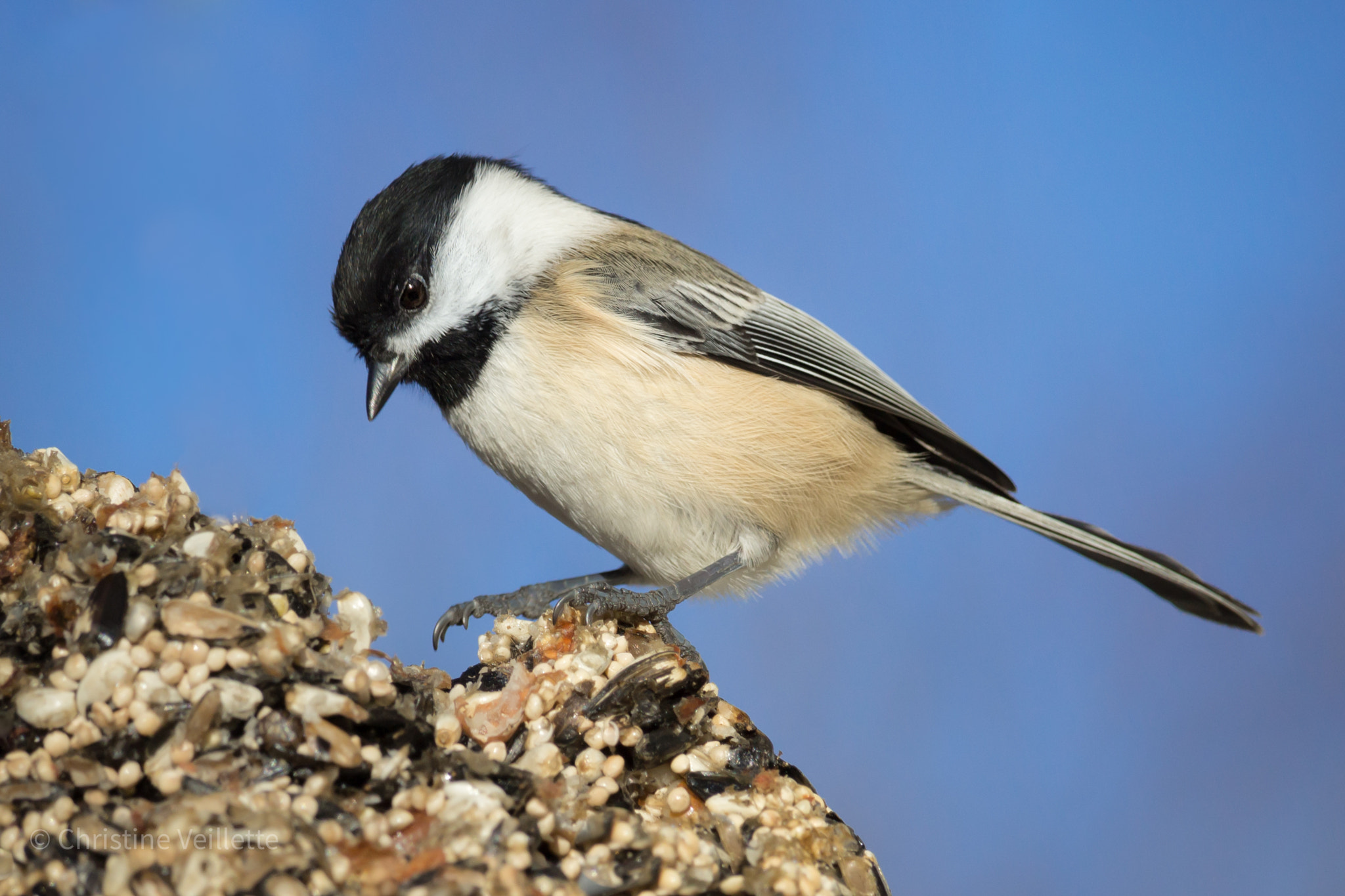 Canon EF-S 55-250mm F4-5.6 IS STM sample photo. Decisions, decisions photography