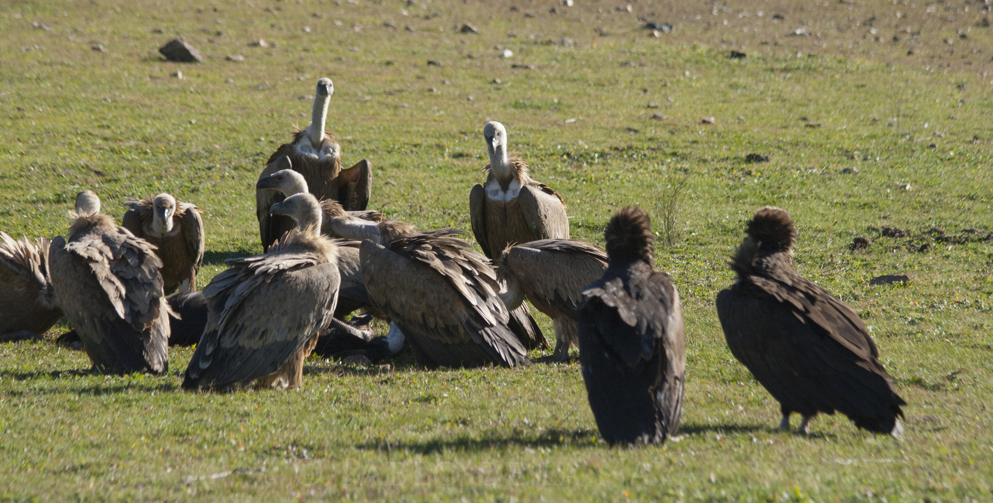 Canon EOS 400D (EOS Digital Rebel XTi / EOS Kiss Digital X) sample photo. Greedy vultures photography