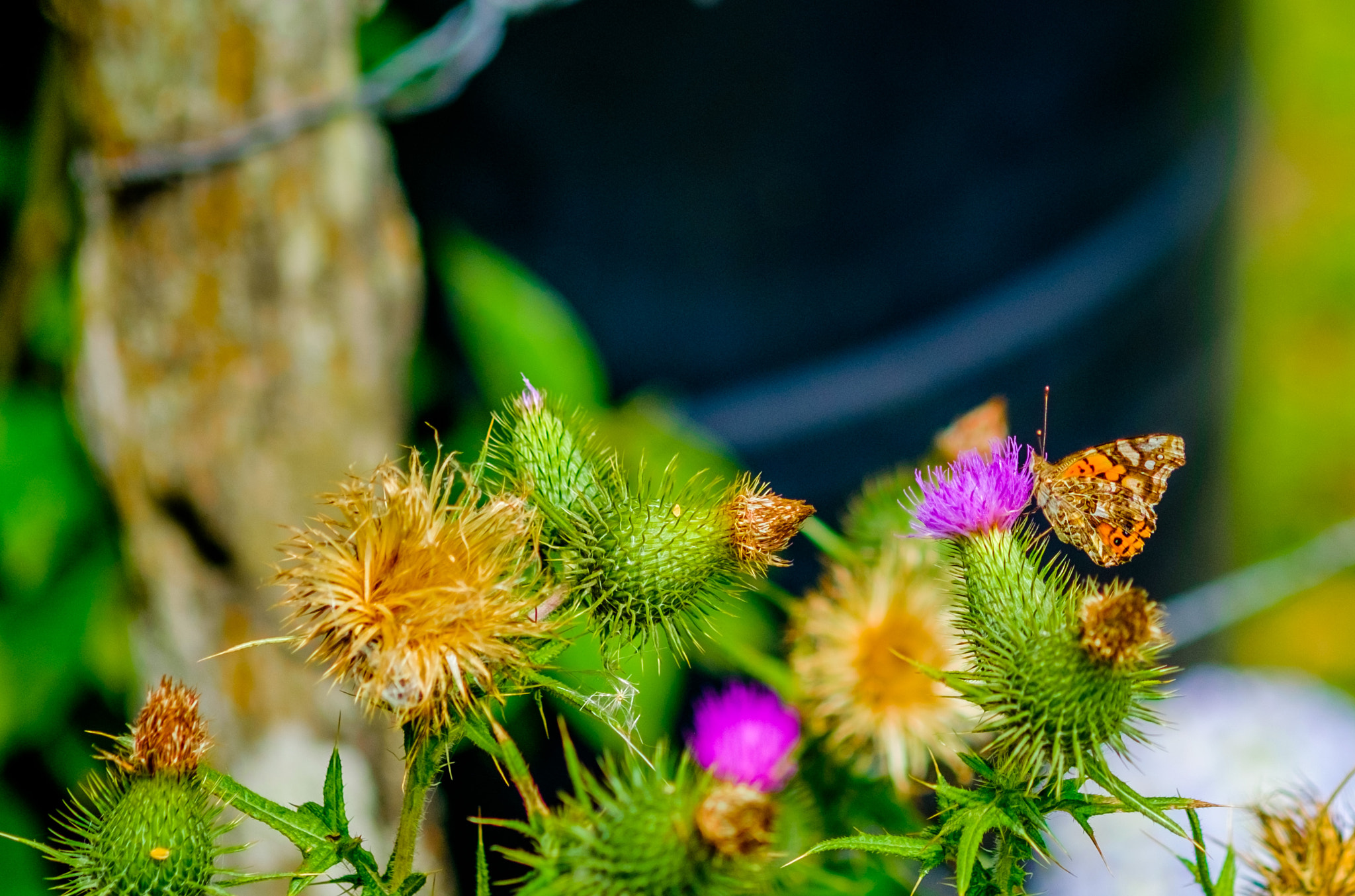 Fujifilm X-T10 + Fujifilm XF 60mm F2.4 R Macro sample photo. Colourfull girl photography