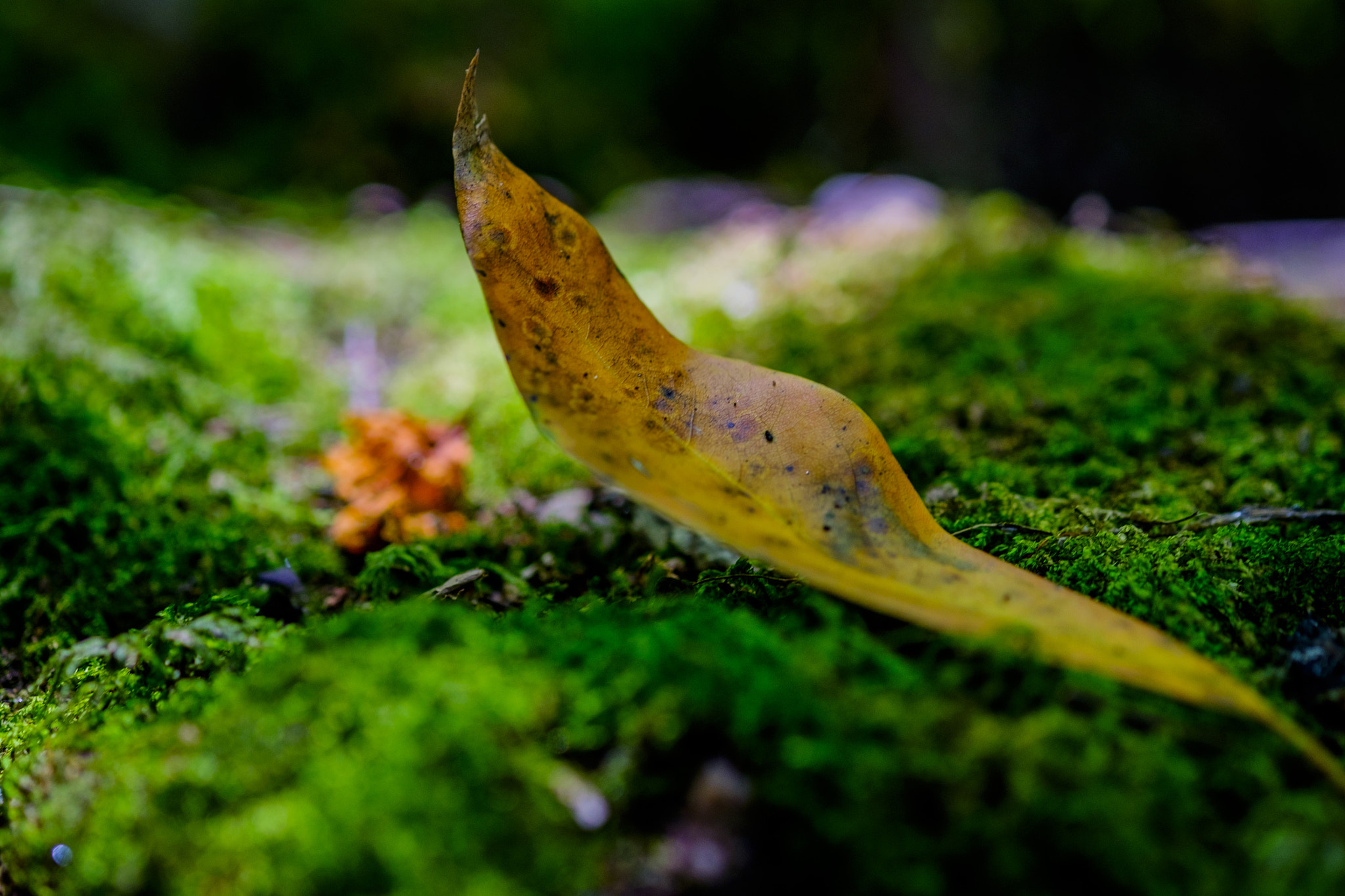 Fujifilm X-T10 sample photo. A pillow for the leaf photography