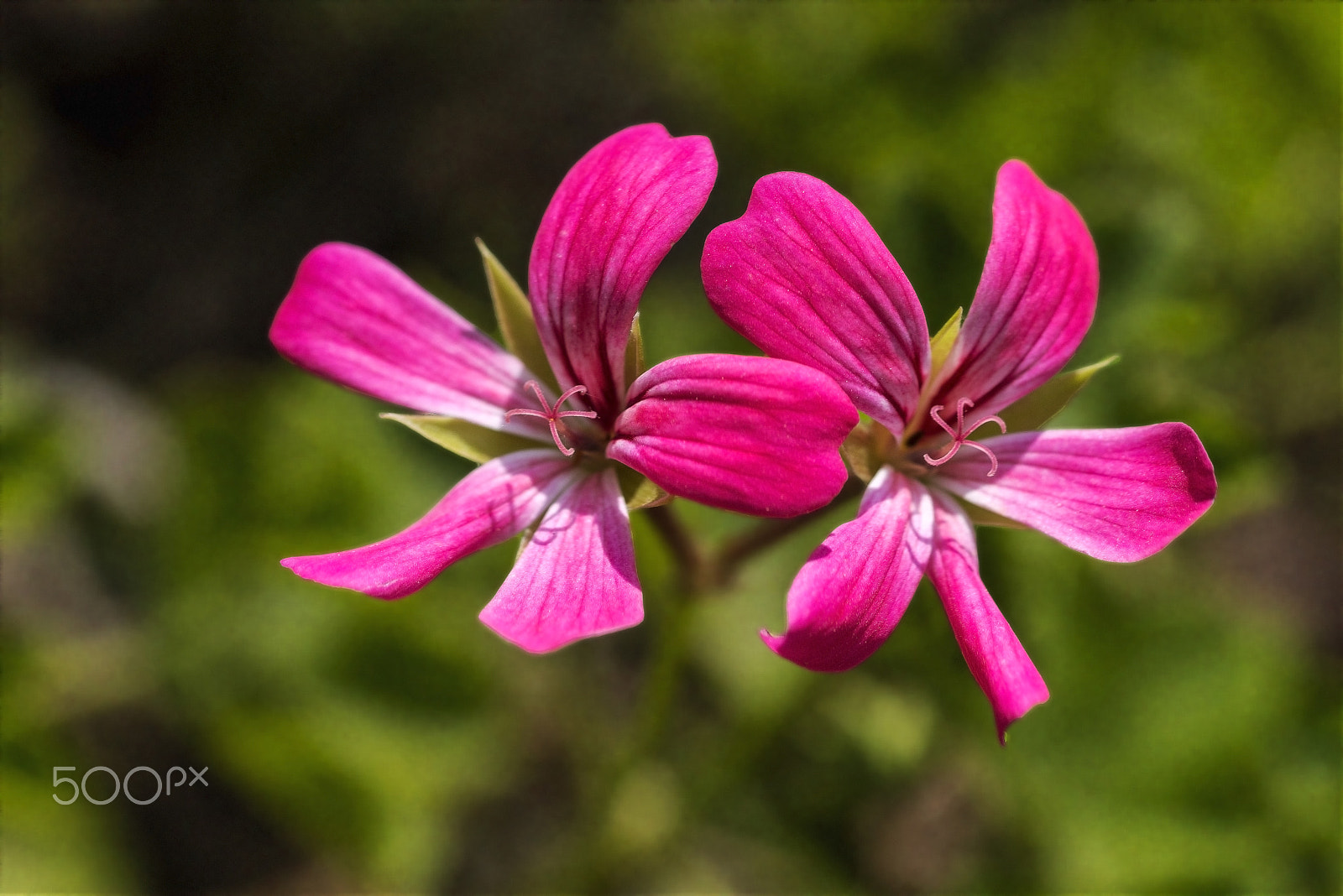 Nikon D800E + AF Micro-Nikkor 55mm f/2.8 sample photo. Sakız sardunya (pelargonium peltatum)... photography