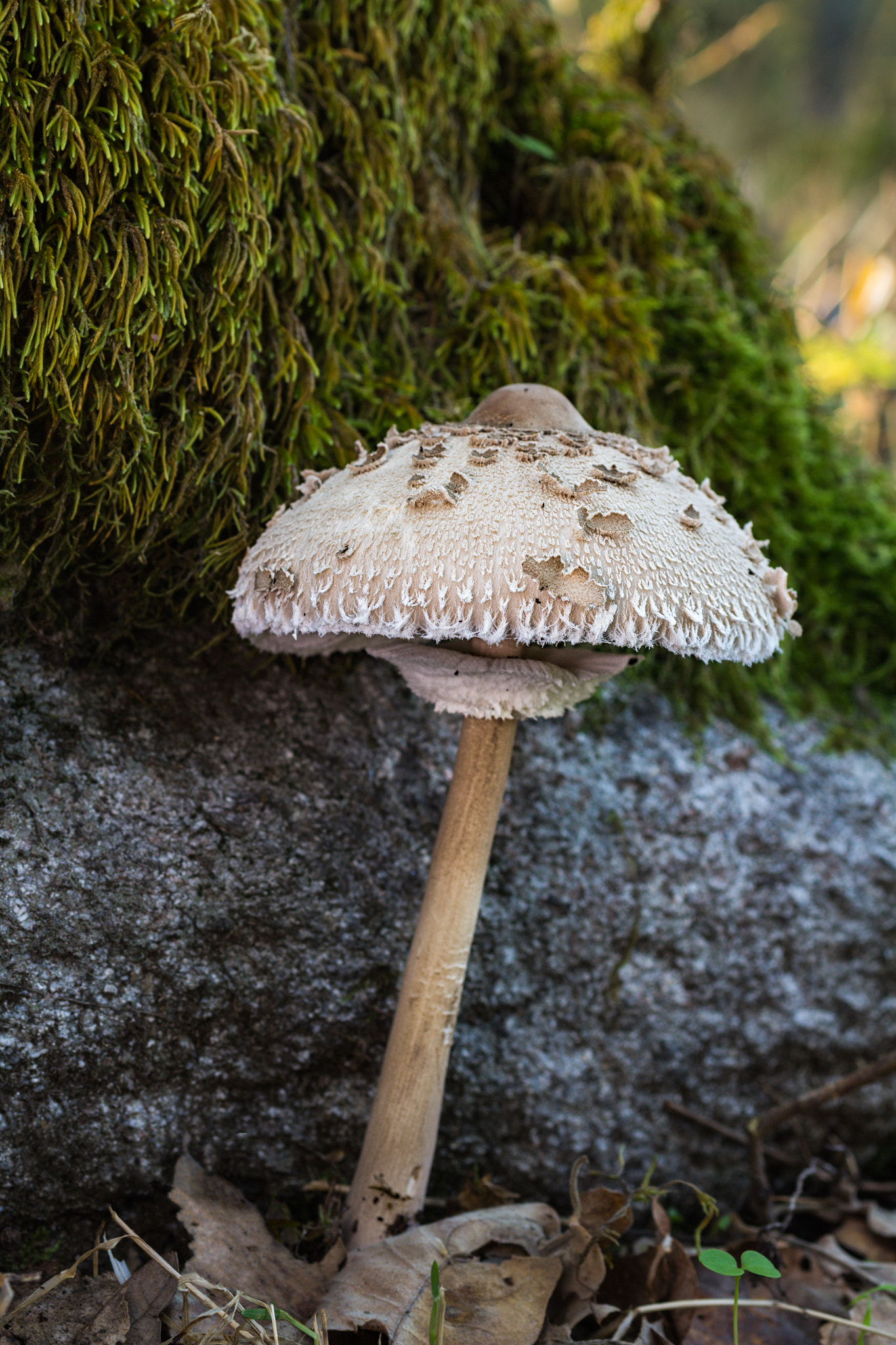 Canon EOS 60D + Sigma 50mm f/2.8 EX sample photo. Macrolepiota procera photography