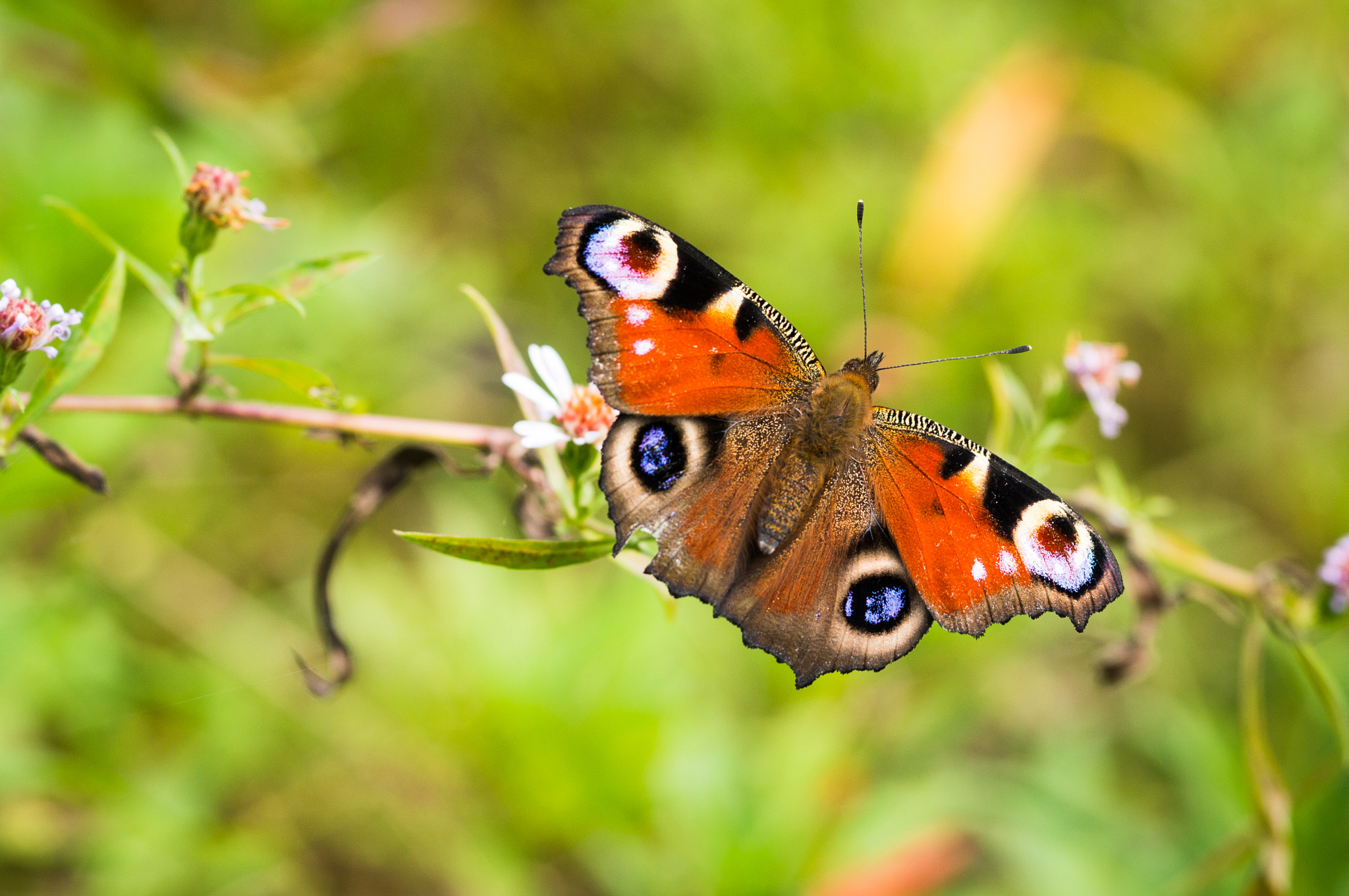 Sony Alpha NEX-5R sample photo. Butterfly photography