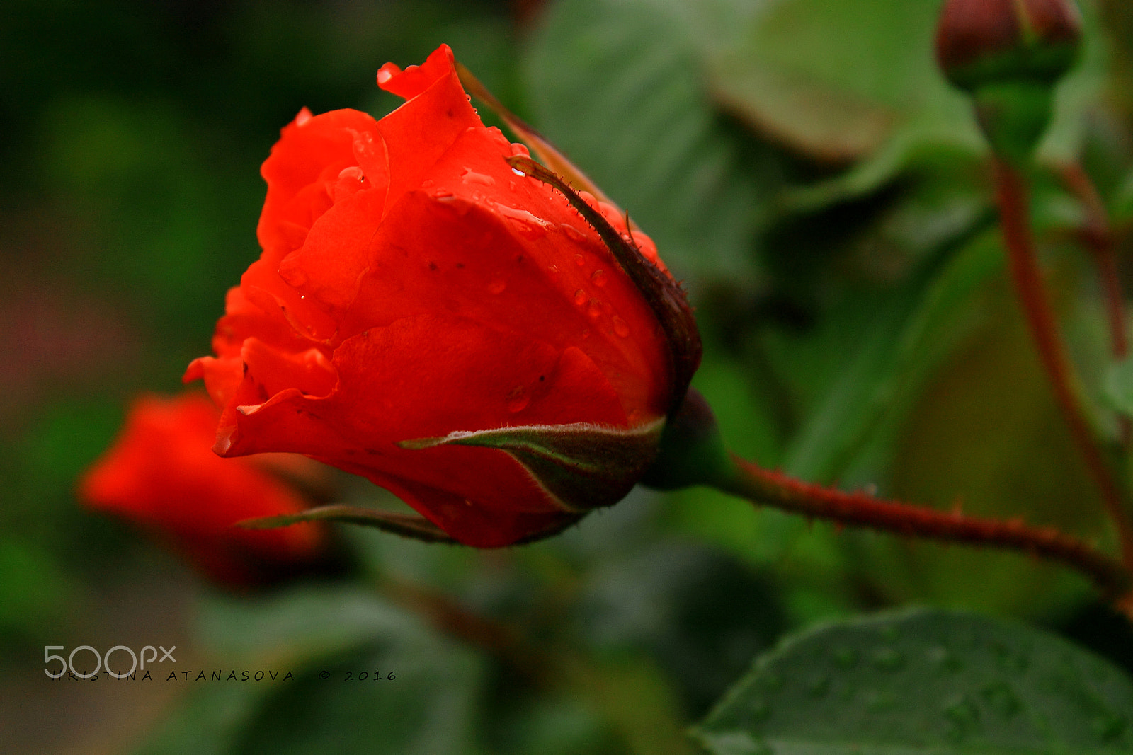 Canon EF-S 18-55mm F3.5-5.6 IS sample photo. The queen... photography