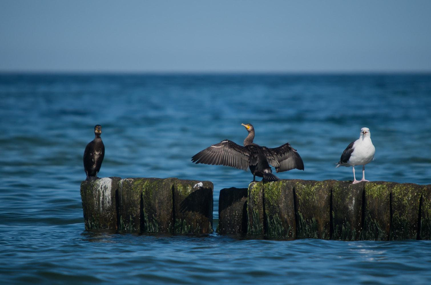 Pentax K-50 sample photo. Sea cormorants photography