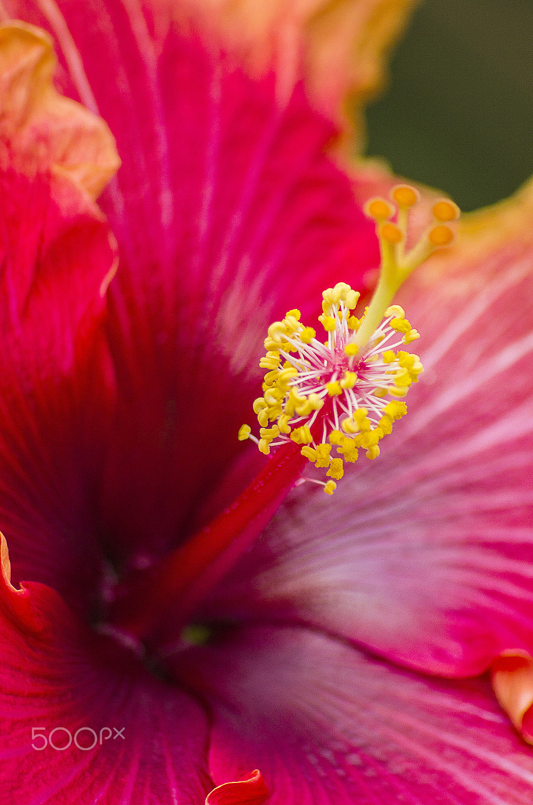 Pentax K-30 + Sigma sample photo. Pink hibiscus photography