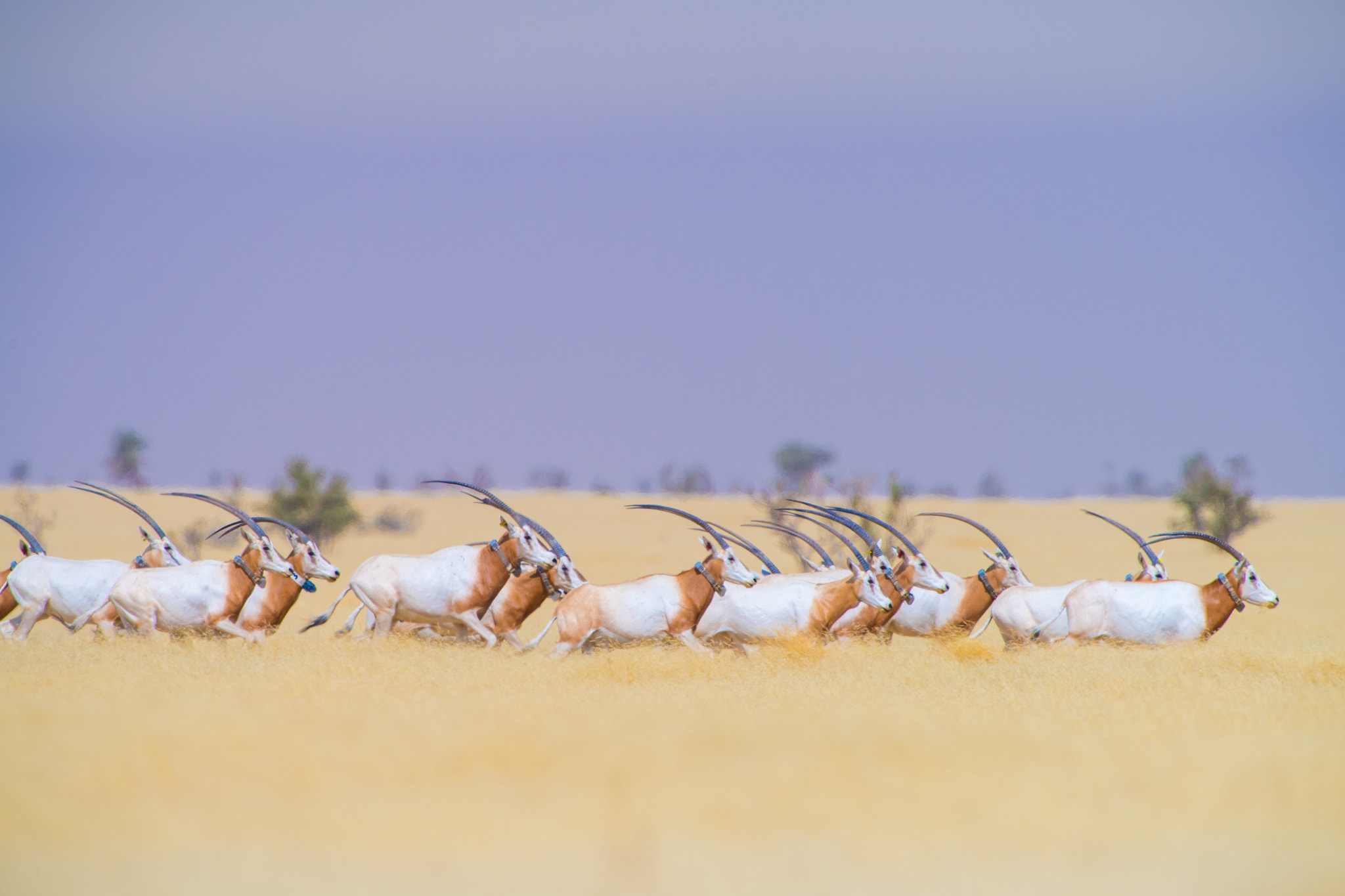 Nikon D5 + Nikon AF-S Nikkor 400mm F2.8E FL ED VR sample photo. Returning the scimitar oryx in chad photography