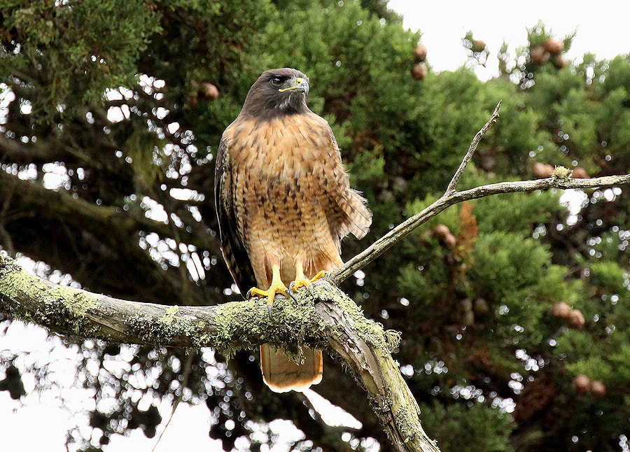 Canon EOS 100D (EOS Rebel SL1 / EOS Kiss X7) + Canon EF 100-400mm F4.5-5.6L IS II USM sample photo. Red tailed hawk photography
