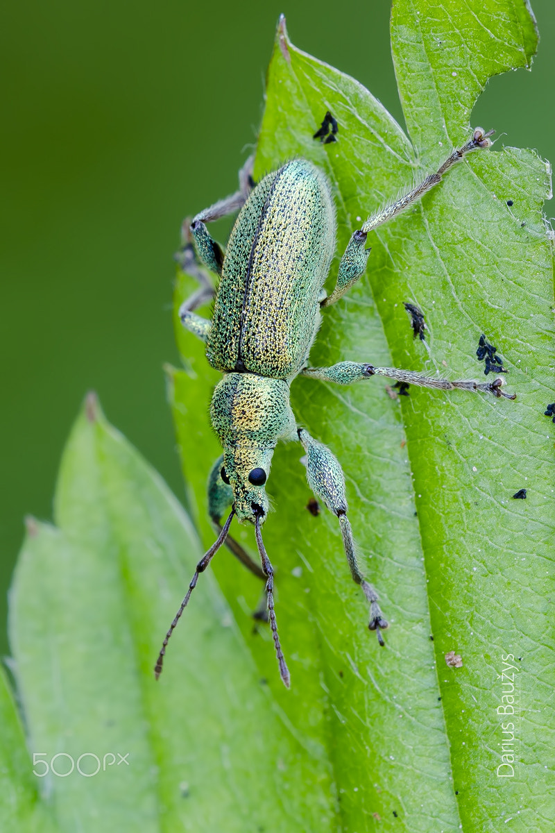 Sigma 150mm F2.8 EX DG OS Macro HSM sample photo. Green on green. photography