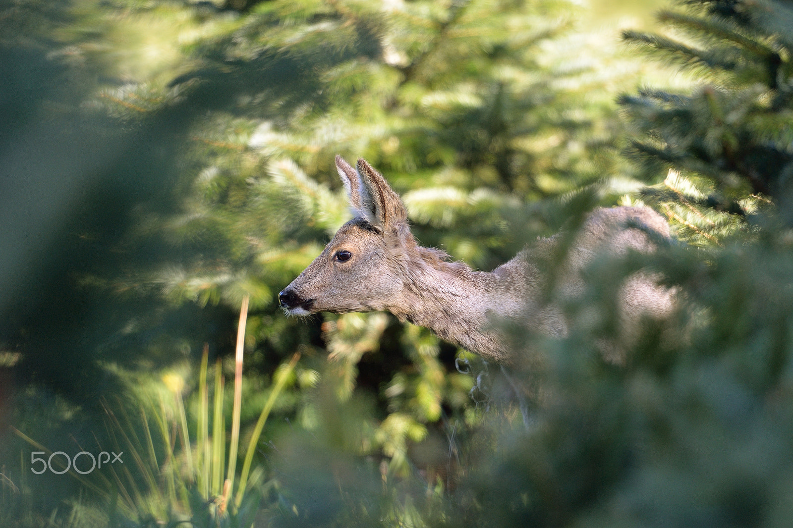 Nikon D610 + Nikon AF-S Nikkor 600mm F4G ED VR sample photo. Chevreuil photography