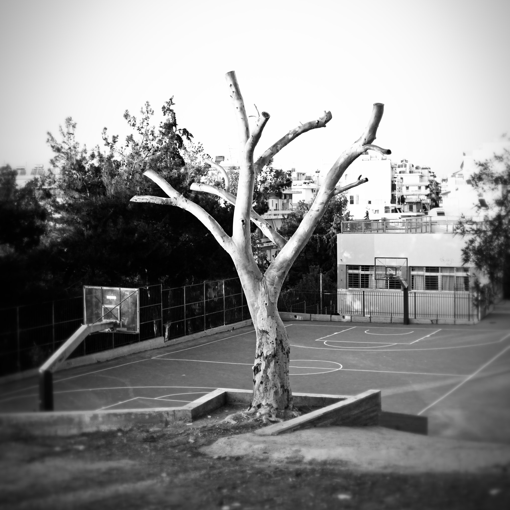 Canon EOS 650D (EOS Rebel T4i / EOS Kiss X6i) sample photo. Tree high school basketball photography