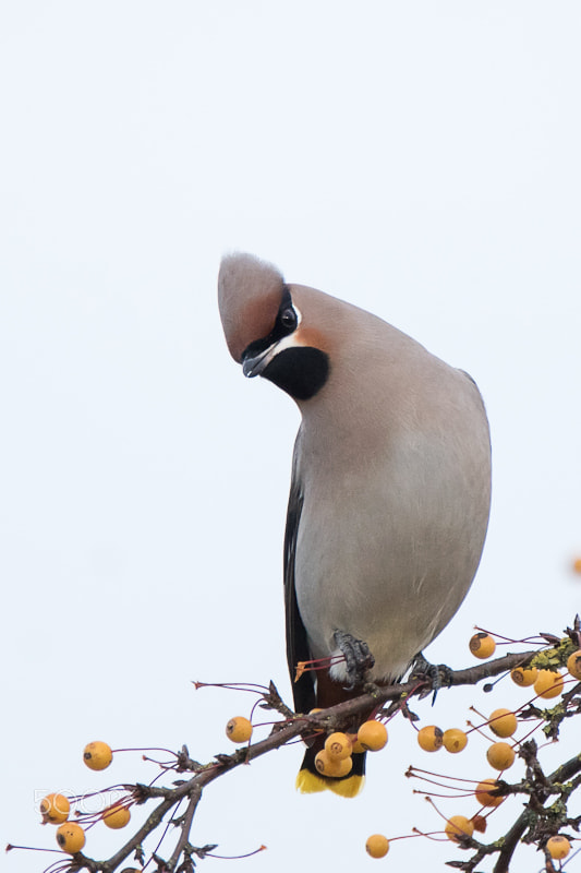 Sony ILCA-77M2 + Tamron SP 150-600mm F5-6.3 Di VC USD sample photo. Bohemian waxwing photography