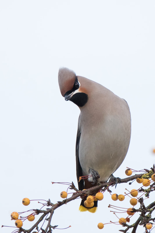 Sony ILCA-77M2 sample photo. Bohemian waxwing photography