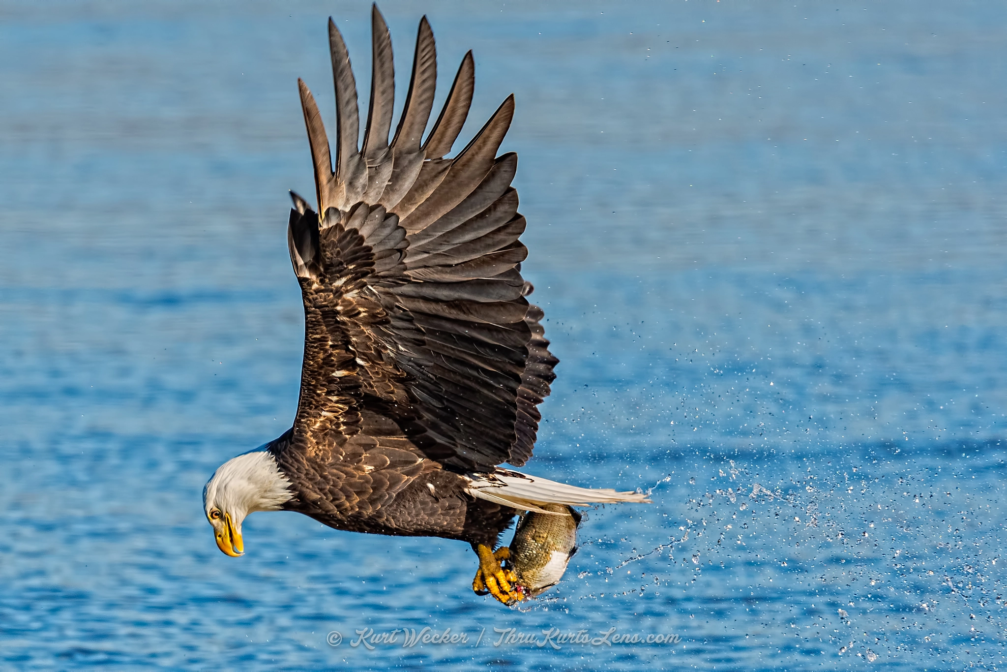 Nikon D500 sample photo. Bald eagle photography