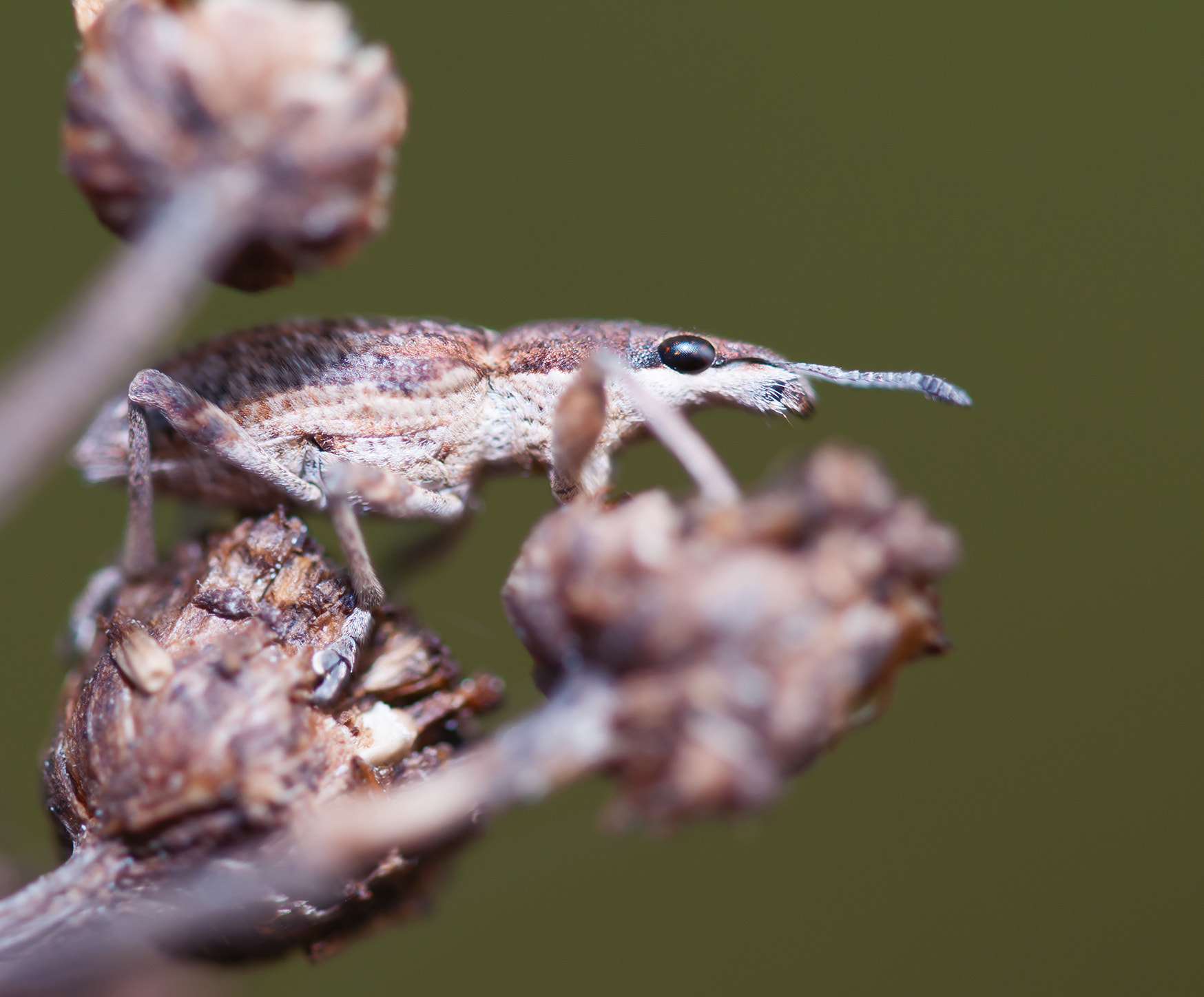 Nikon D300 sample photo. Chameleon photography