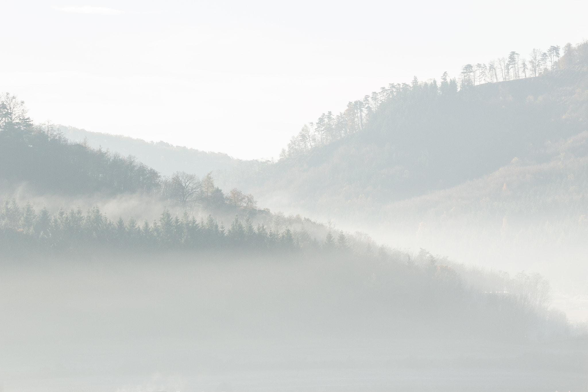 150-600mm F5-6.3 DG OS HSM | Contemporary 015 sample photo. Foggy morning photography