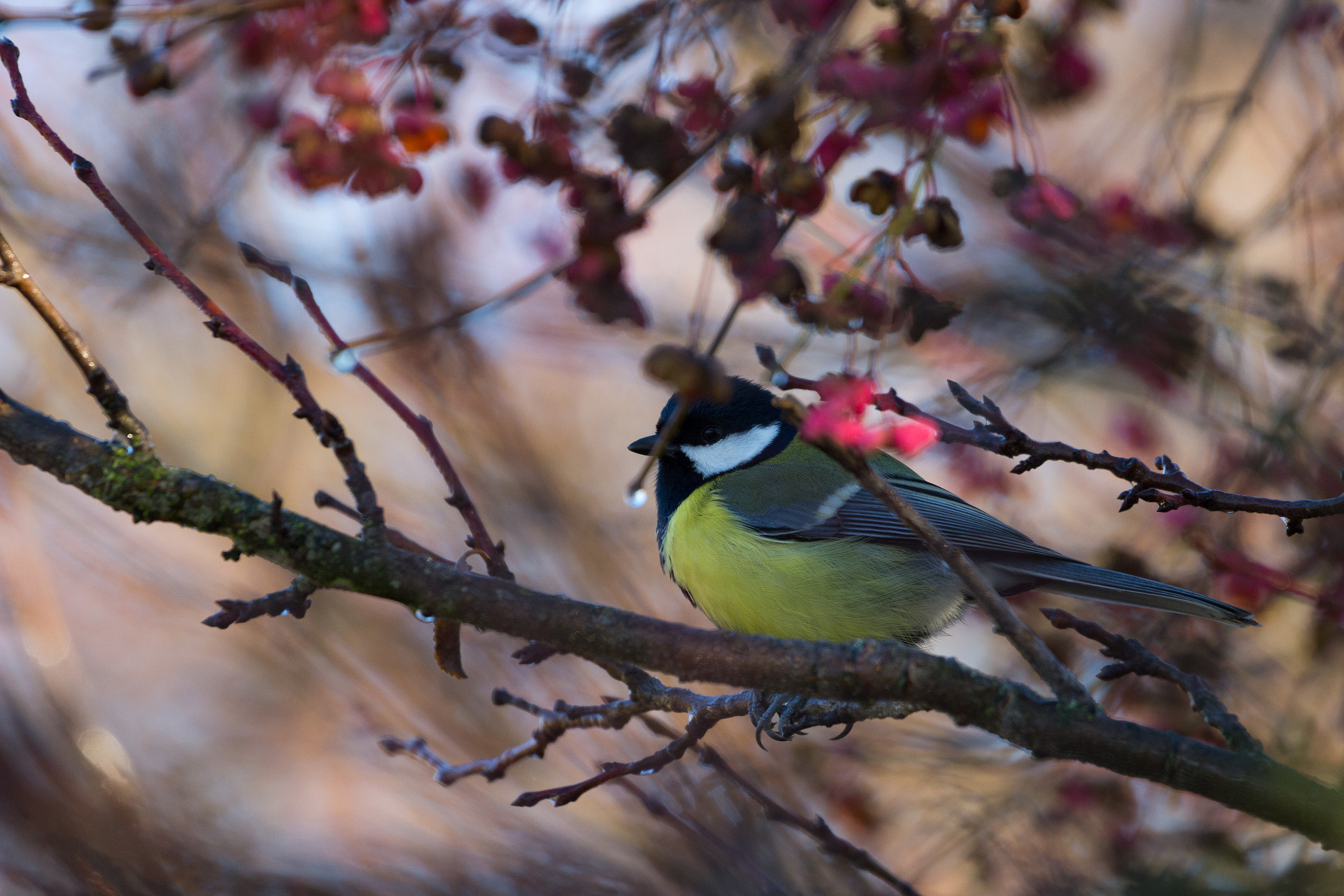 150-600mm F5-6.3 DG OS HSM | Contemporary 015 sample photo. Treefriend photography