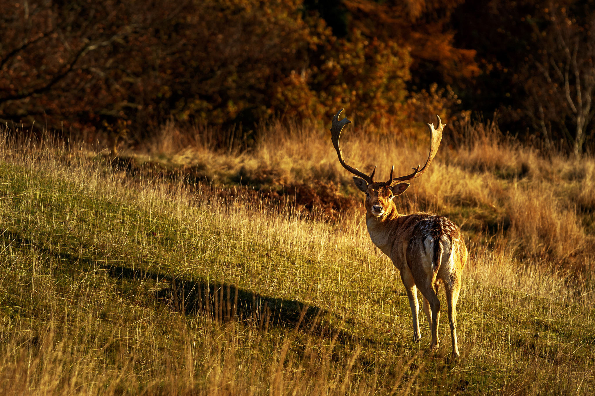 Canon EOS 700D (EOS Rebel T5i / EOS Kiss X7i) + Canon EF 70-200mm F4L IS USM sample photo. Morning deer photography