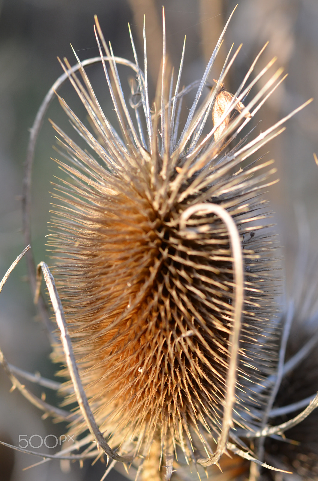Nikon AF-S Micro-Nikkor 60mm F2.8G ED sample photo. Distel photography