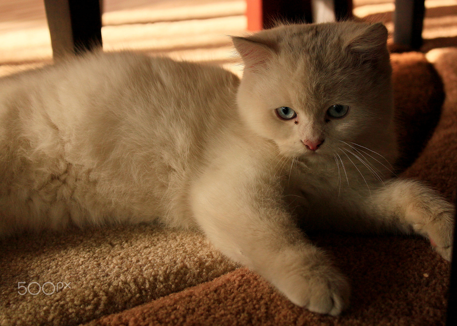 Canon EF-S 18-55mm F3.5-5.6 IS sample photo. The little prince... photography