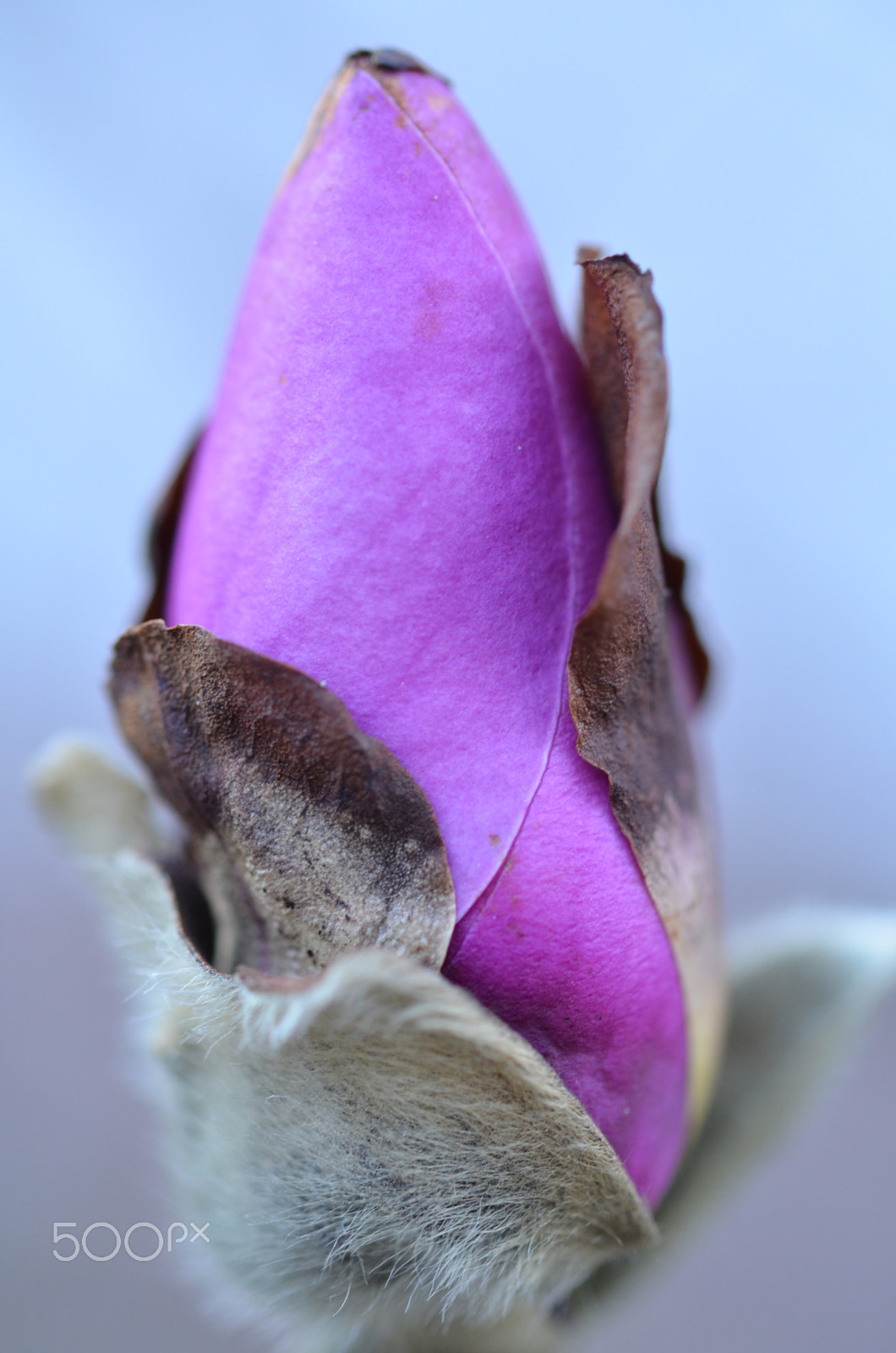 Nikon AF-S Micro-Nikkor 60mm F2.8G ED sample photo. Magnolie photography