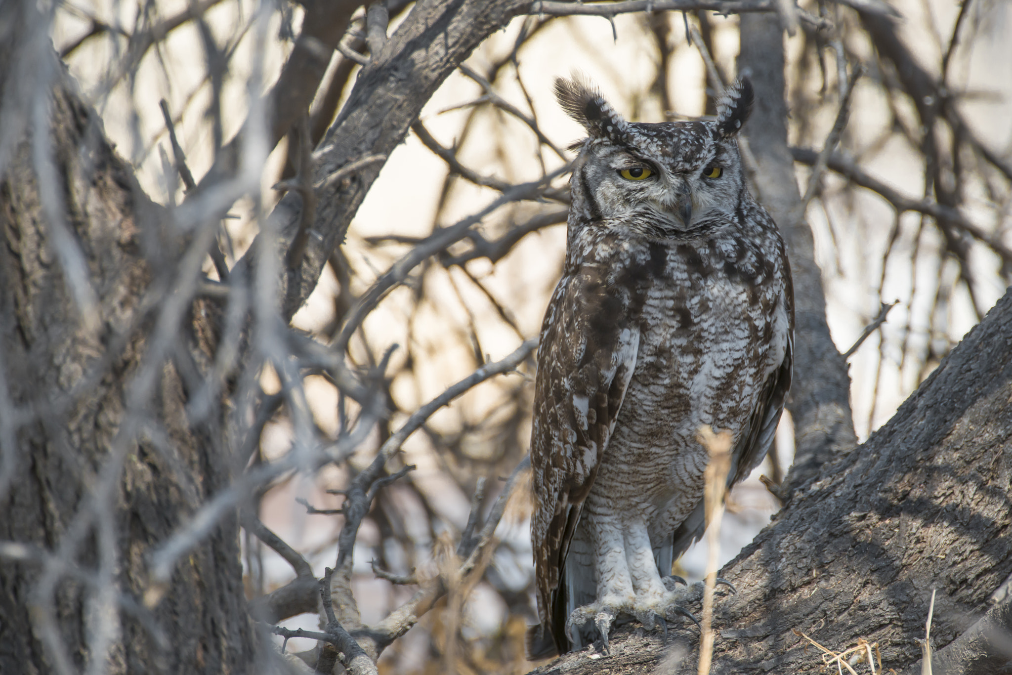 Nikon D800 sample photo. Snobby bubo africanus photography