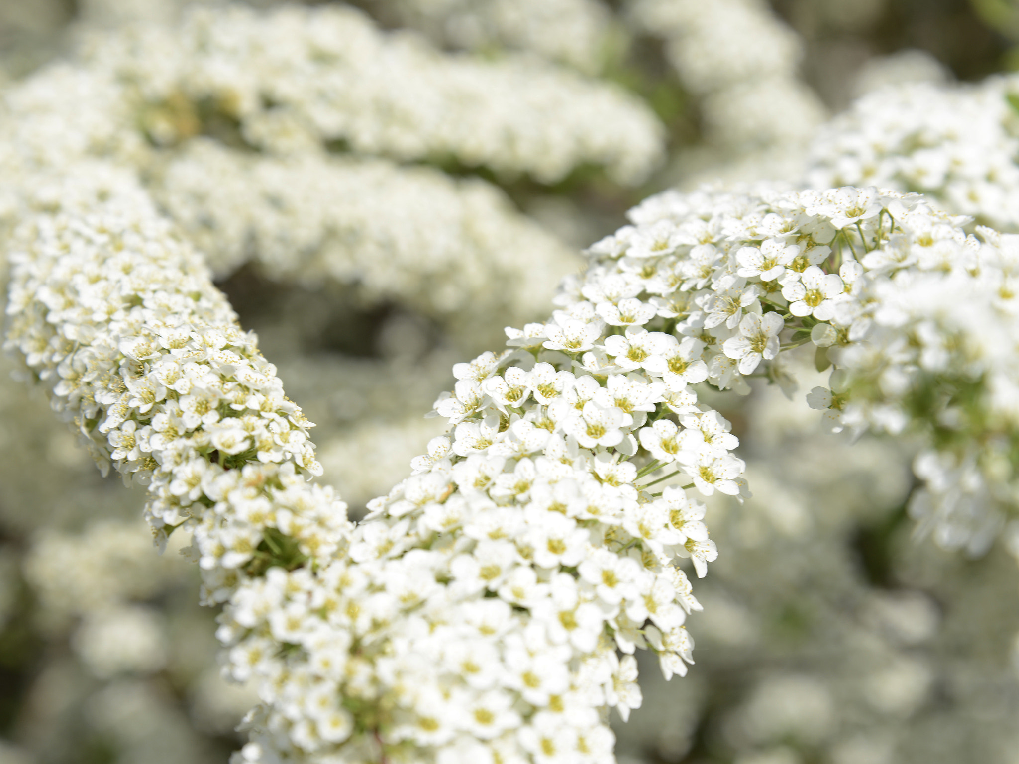 AF DC-Nikkor 135mm f/2D sample photo. Spirea photography