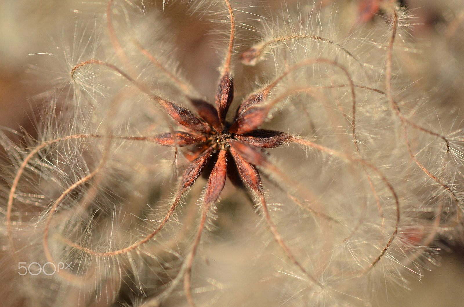 Nikon AF-S Micro-Nikkor 60mm F2.8G ED sample photo. Samen photography