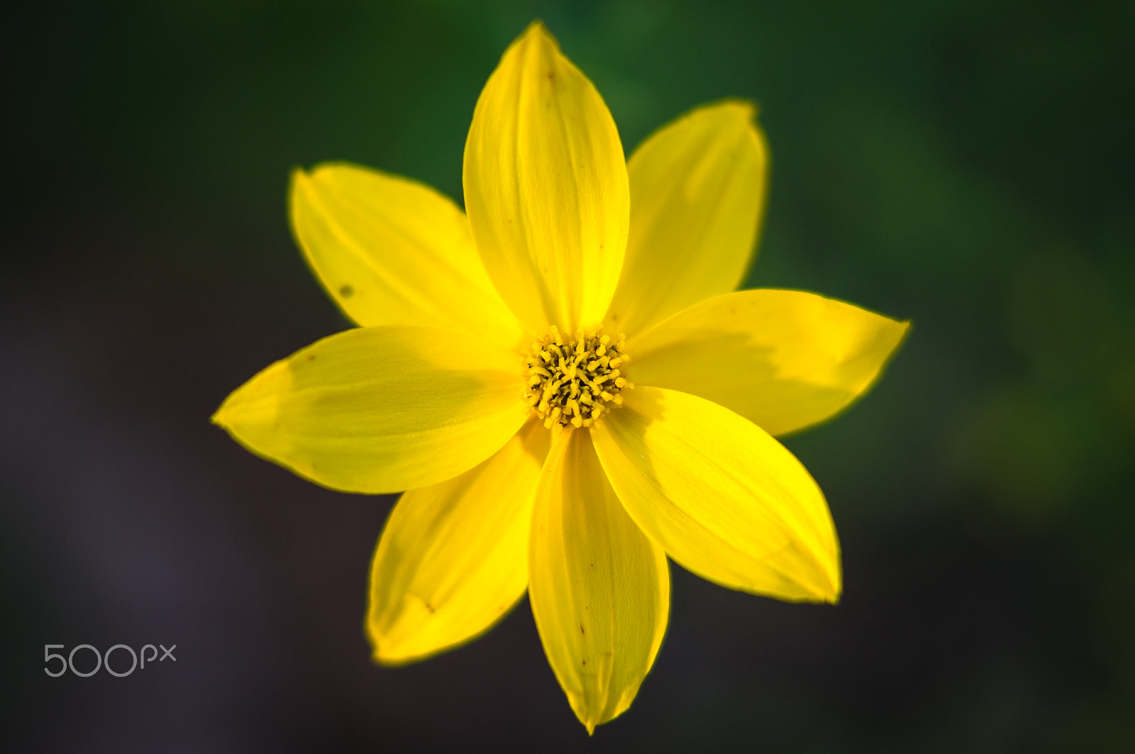 Sony SLT-A37 + Sony DT 35mm F1.8 SAM sample photo. Flower photography