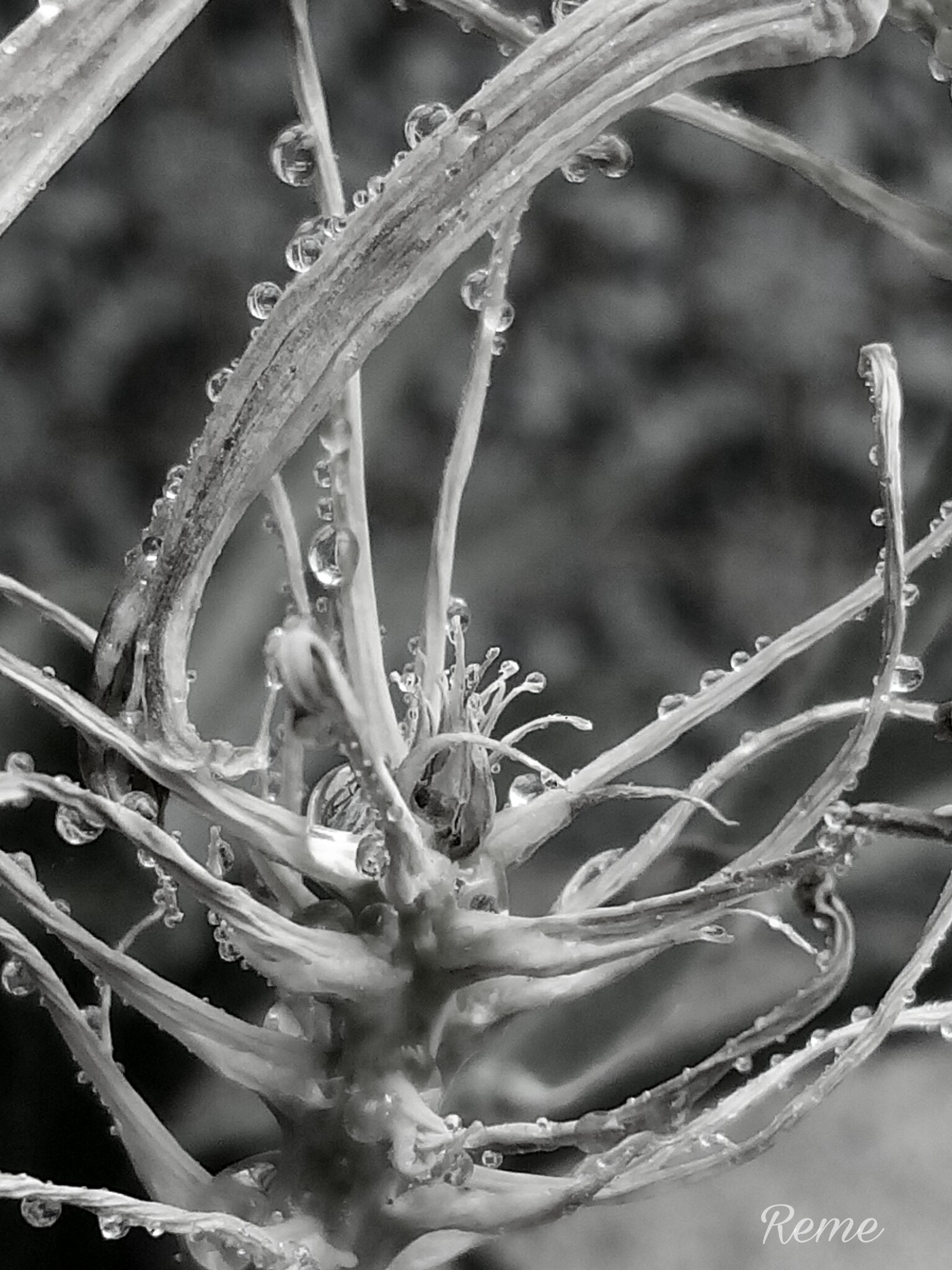 bq Aquaris E5 HD sample photo. Gotas de lluvia photography