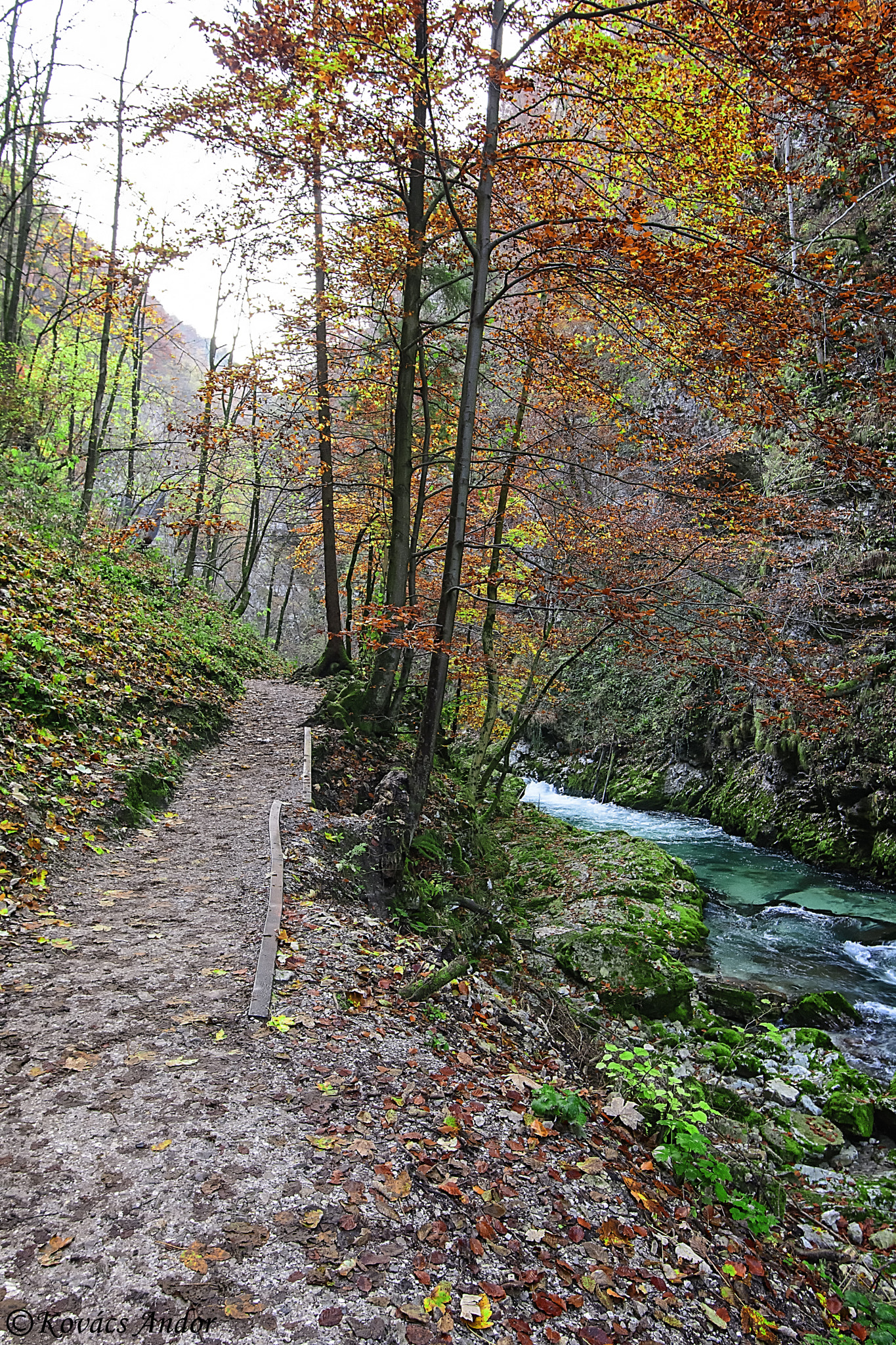 Nikon AF-S Nikkor 16-35mm F4G ED VR sample photo. Along the vintgar creek photography