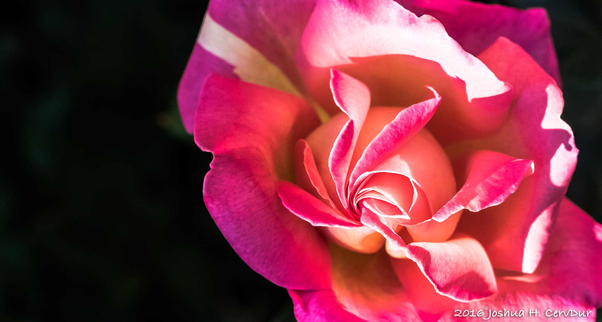 Canon EF 40mm F2.8 STM sample photo. Dance of light photography
