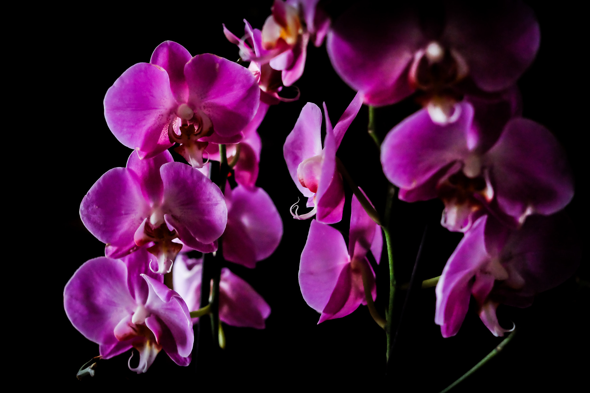 Fujifilm X-M1 sample photo. Orchidee photography
