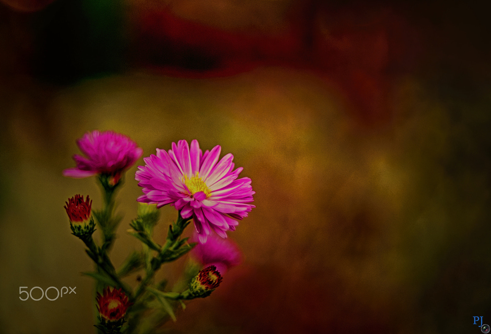 Nikon D3100 + Nikon AF-S Nikkor 50mm F1.4G sample photo. Helios ...12. photography