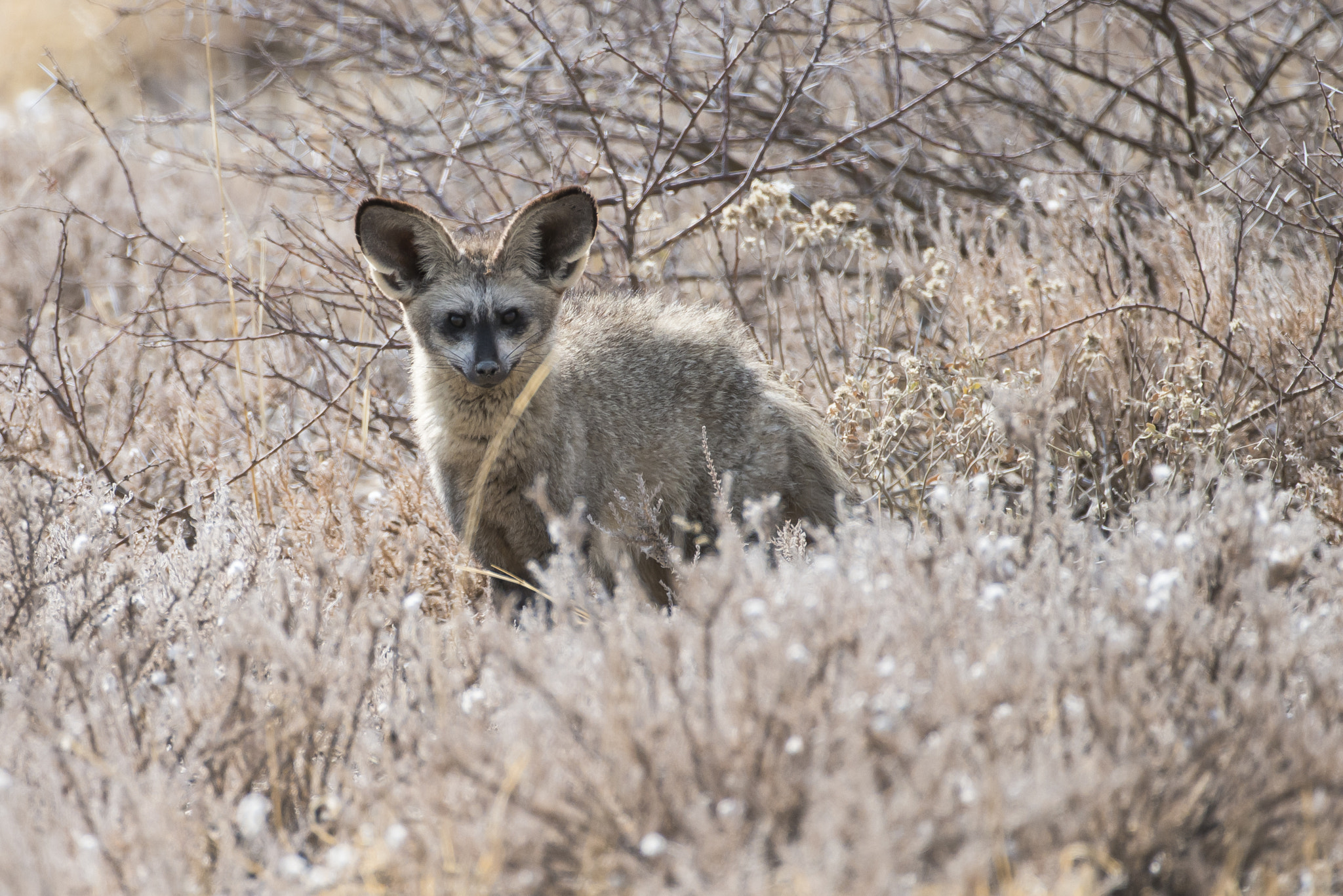 Nikon D800 sample photo. Bat-eared fox photography
