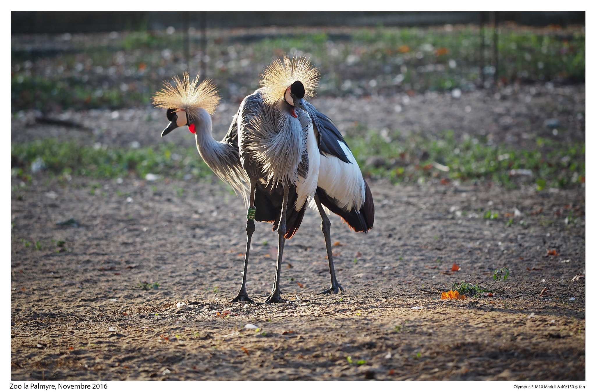 Olympus OM-D E-M10 II + Olympus M.Zuiko Digital ED 40-150mm F2.8 Pro sample photo. Zoo la palmyre, novembre 2016 photography