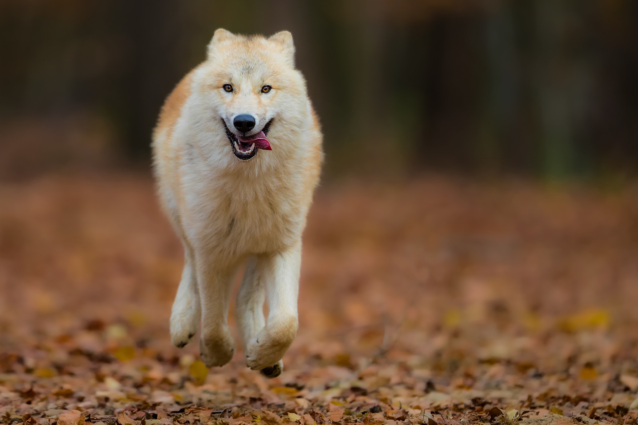 Canon EF 400mm F2.8L IS II USM sample photo. Flying wolf.. photography