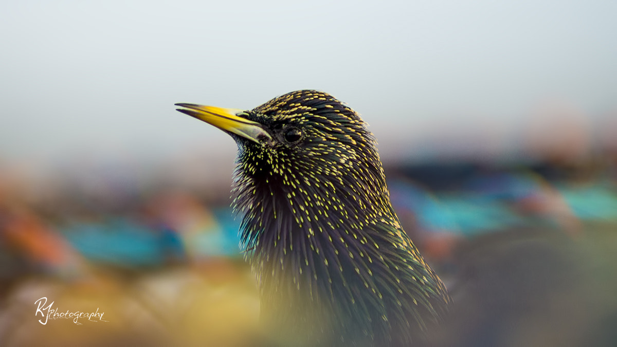 Sony 75-300mm F4.5-5.6 sample photo. Birdie by the sea photography