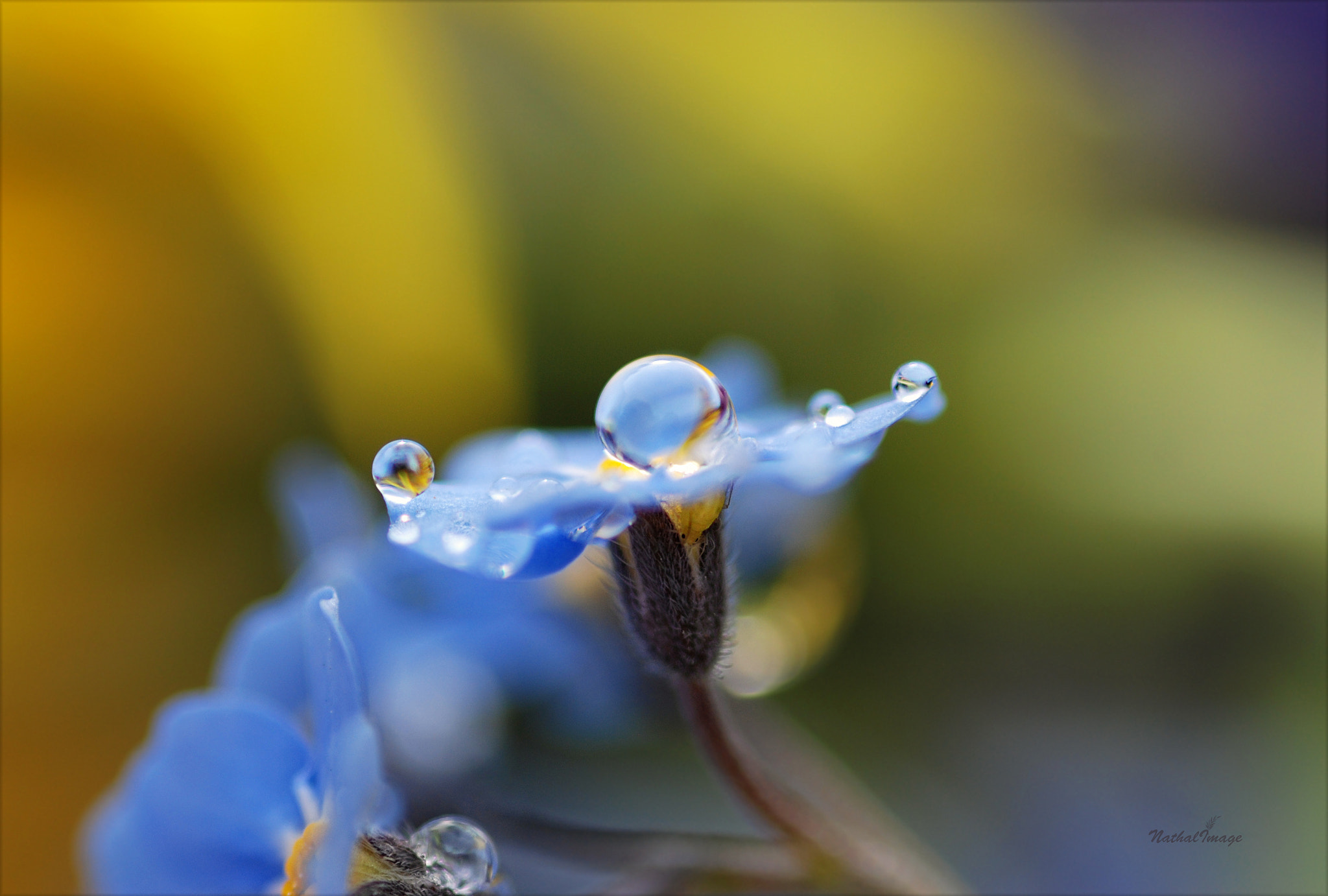 Nikon D80 + Sigma 105mm F2.8 EX DG Macro sample photo. ~ delicate balance ~ photography