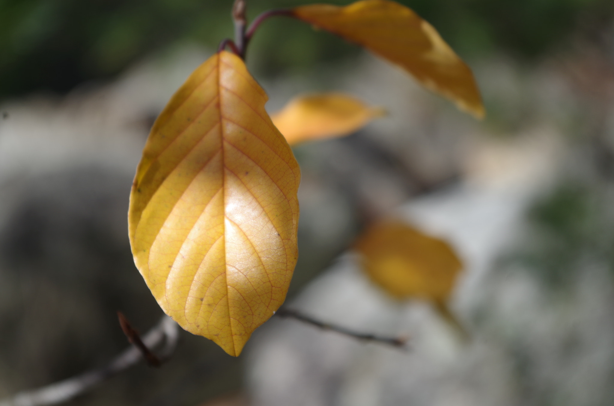 Pentax K-30 sample photo. Last leaves of autumn photography