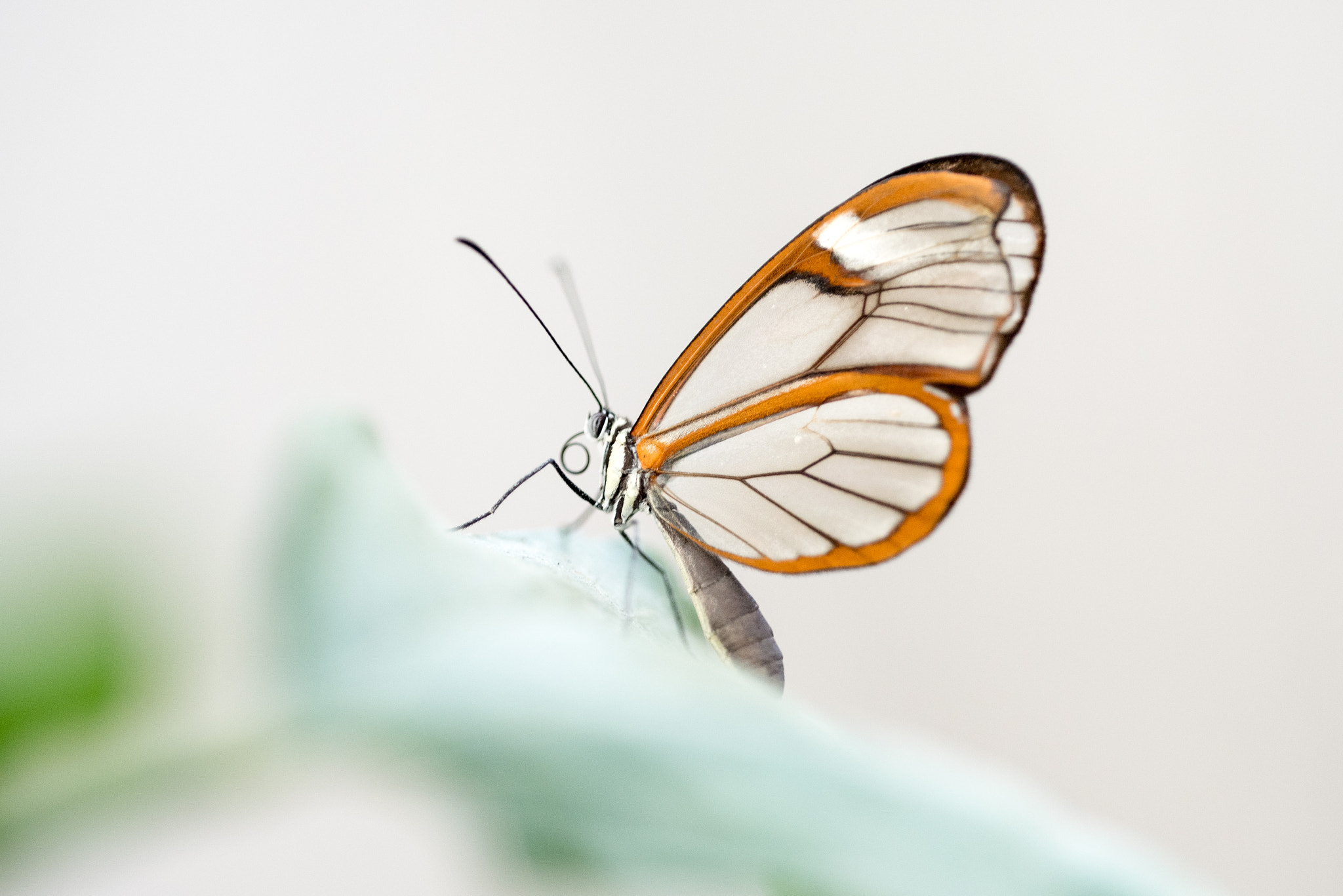 Sigma 150mm F2.8 EX DG OS Macro HSM sample photo. Greta oto photography