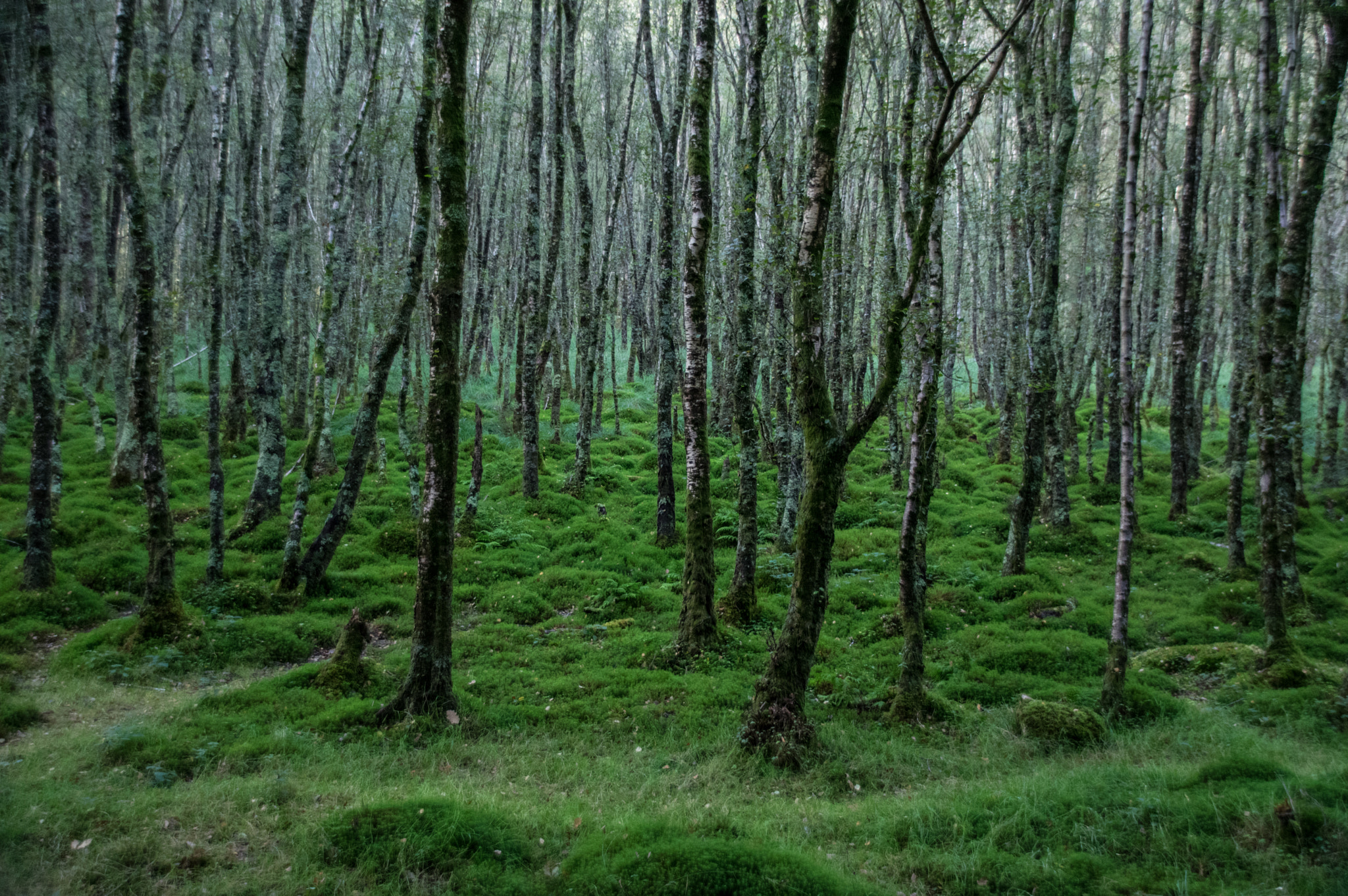 Sigma 18-250mm F3.5-6.3 DC Macro OS HSM sample photo. Of forest unknown photography