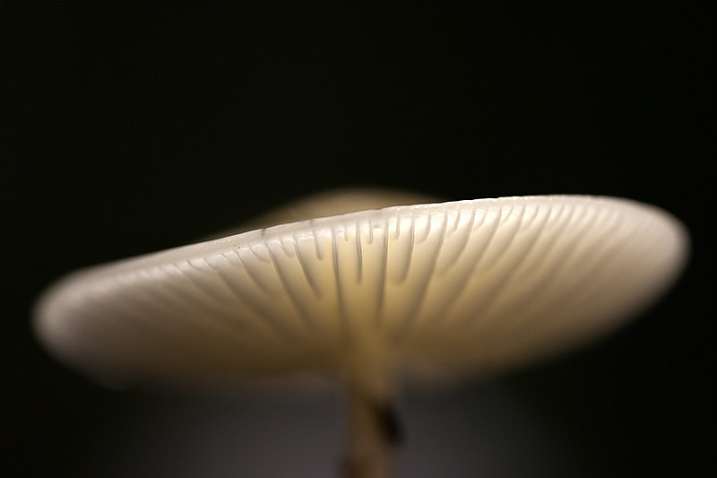 Canon EF 180mm F3.5L Macro USM sample photo. Detail porcelain photography