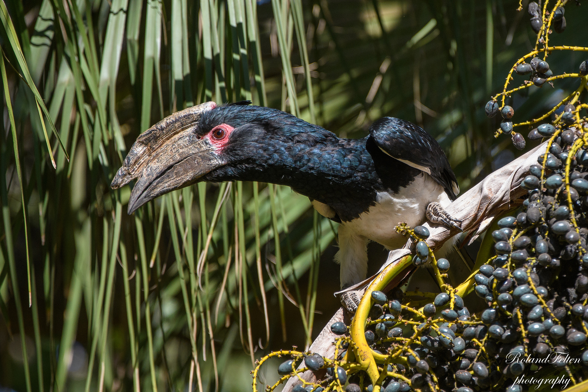 Nikon D500 sample photo. Trumpeter hornbill photography