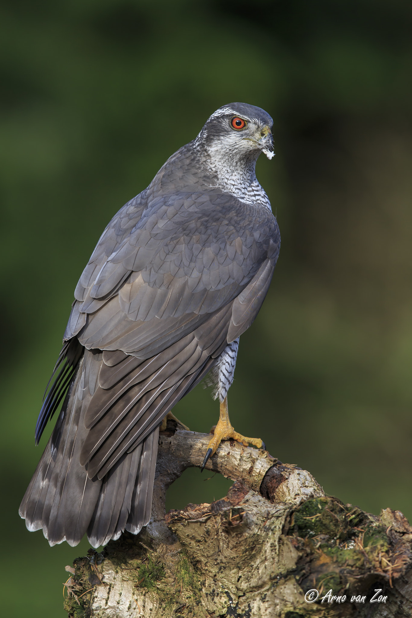 Canon EF 600mm F4L IS II USM sample photo. Strong guy... photography