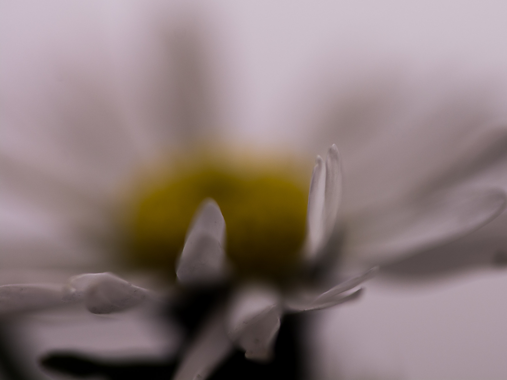 Sigma 150mm F2.8 EX DG Macro HSM sample photo. Take my hand photography