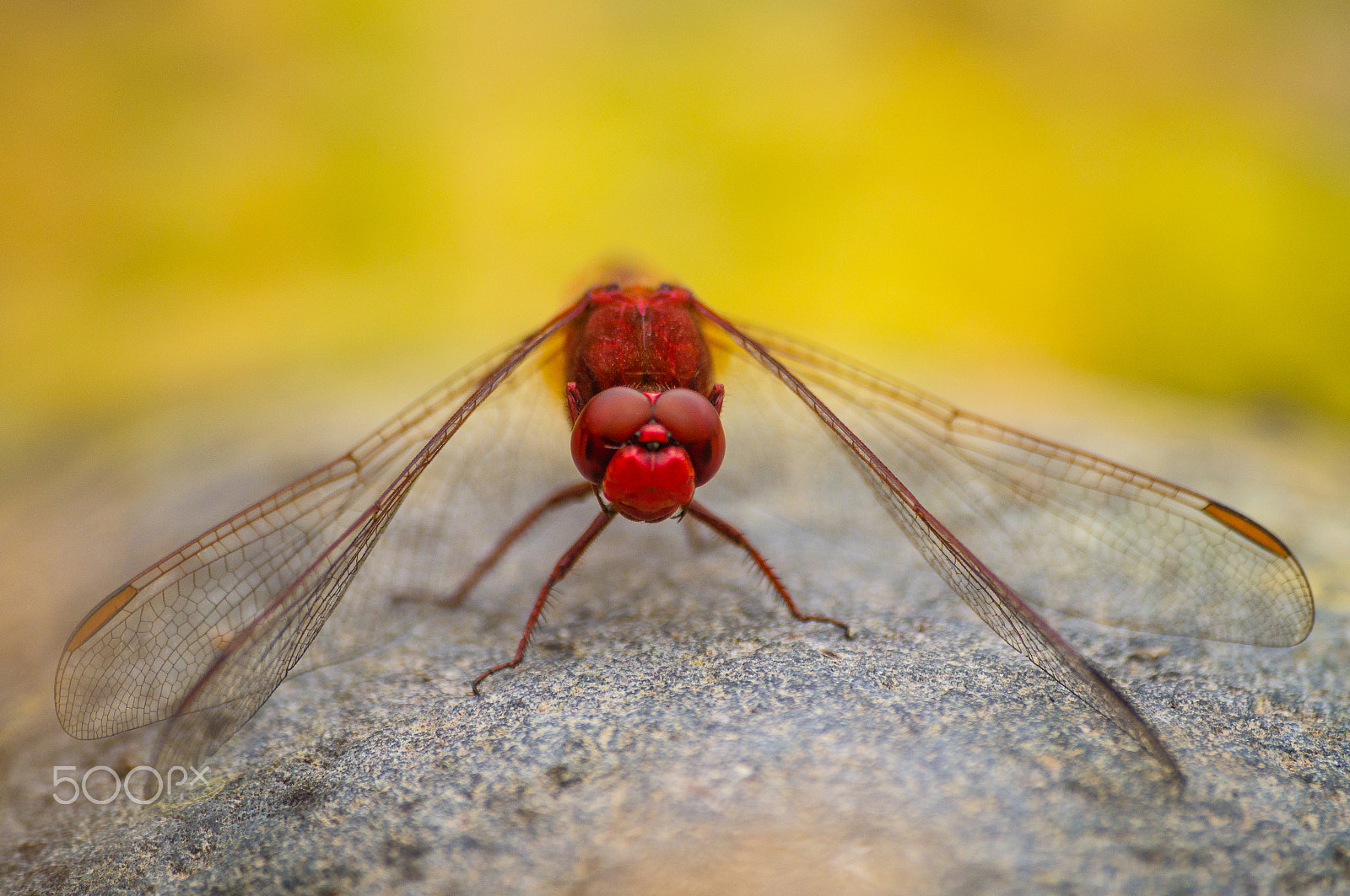 Sony 75-300mm F4.5-5.6 sample photo. Dragonfly photography