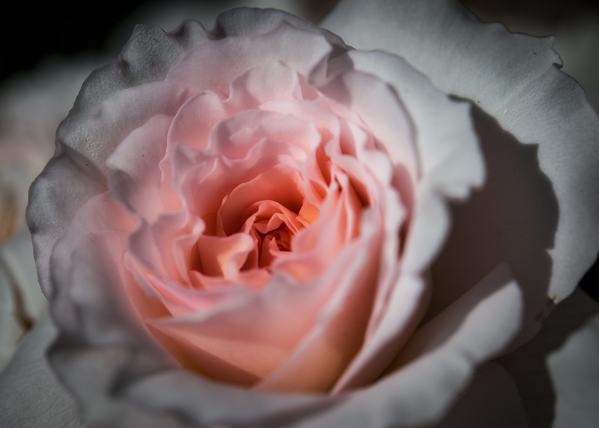 Nikon AF-S Micro-Nikkor 60mm F2.8G ED sample photo. Tender pink photography